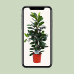 Load image into Gallery viewer, Ficus cyathistipula - Ø21cm - ↕105cm