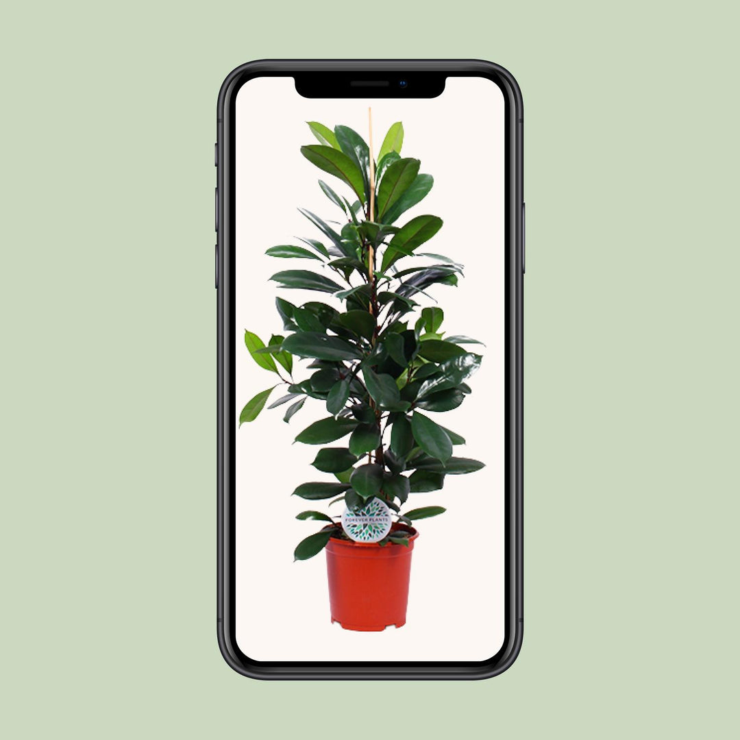 Ficus cyathistipula - Ø21cm - ↕105cm