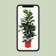 Ficus cyathistipula - Ø21cm - ↕105cm