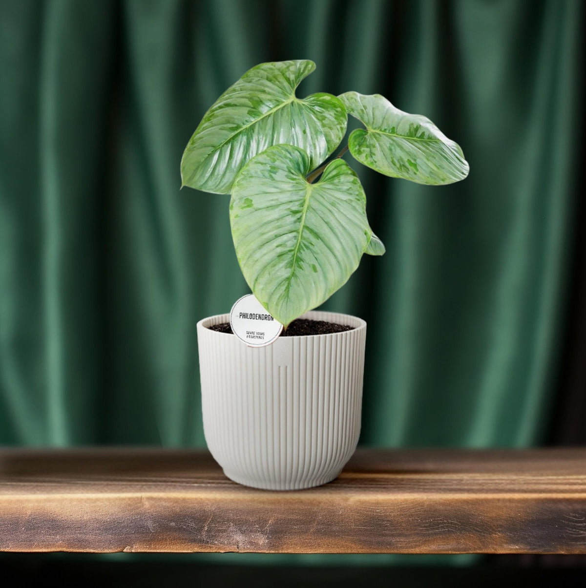 Philodendron sodiroi - Ø15cm - ↕45cm