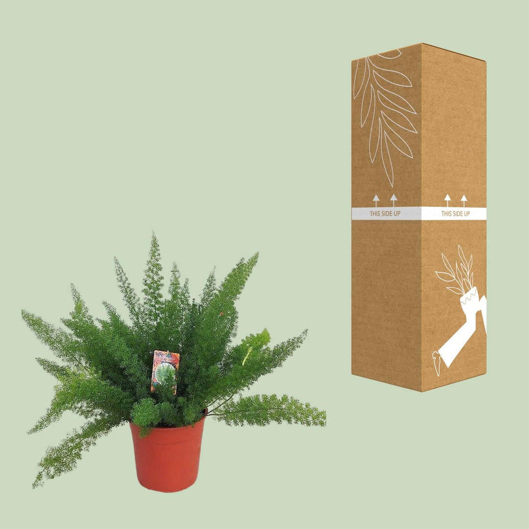 Asparagus densiflorus 'Meyers' - Ø27cm - ↕60cm