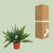 Asparagus densiflorus 'Meyers' - Ø27cm - ↕60cm