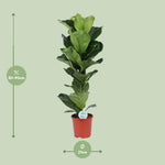 Load image into Gallery viewer, Ficus lyrata - Ø21cm - ↕90cm