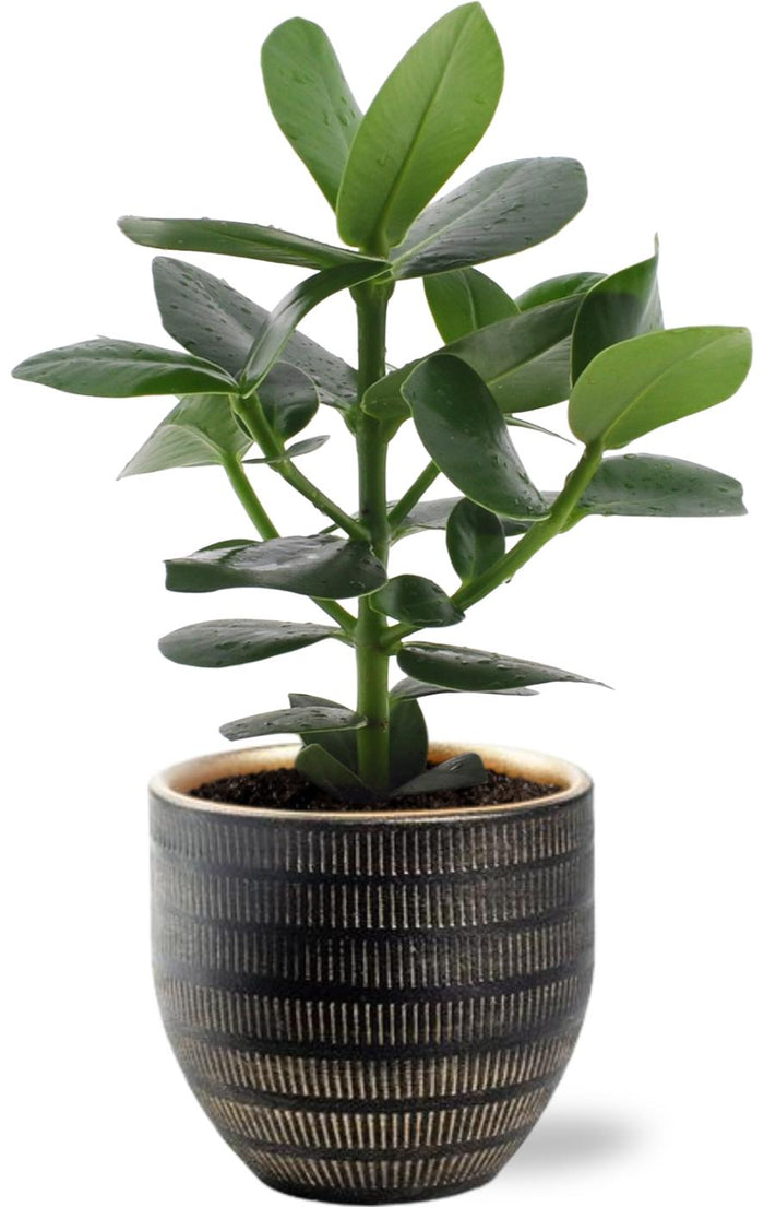 Clusia rosea 'Princess' - Ø12cm - ↕15cm + Beau Pot Ø14x↕13cm - Black