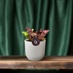 Load image into Gallery viewer, Sarracenia - Ø12 ↕20