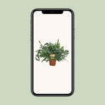 Load image into Gallery viewer, Phlebodium aureum 'Blue Star' - Ø17cm - ↕60cm