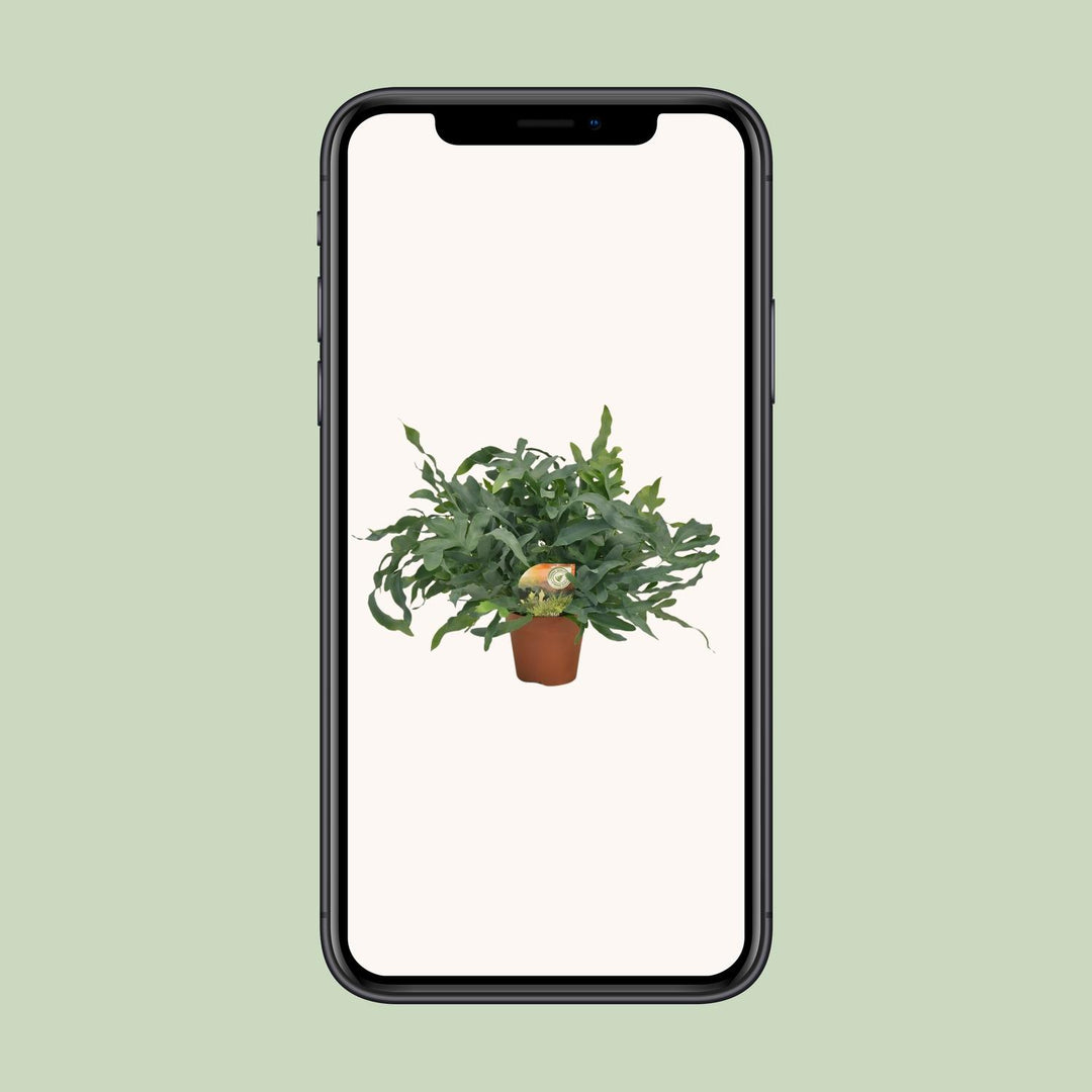 Phlebodium aureum 'Blue Star' - Ø17cm - ↕60cm