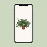 Phlebodium aureum 'Blue Star' - Ø17cm - ↕60cm