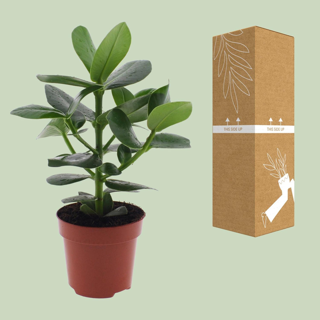 Clusia rosea 'Princess' - Ø12cm - ↕15cm