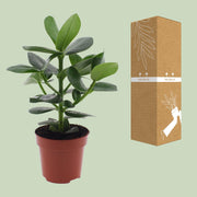 Clusia rosea 'Princess' - Ø12cm - ↕15cm