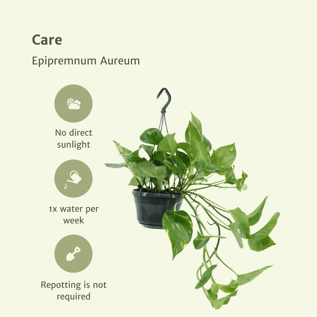 Epipremnum aureum (Scindapsus) - 2 plants - ø15 - ↕25cm