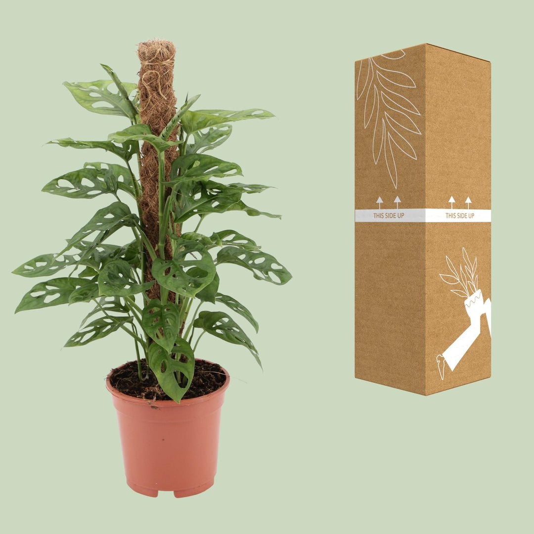 Monstera adansonii - Ø17cm - ↕60cm