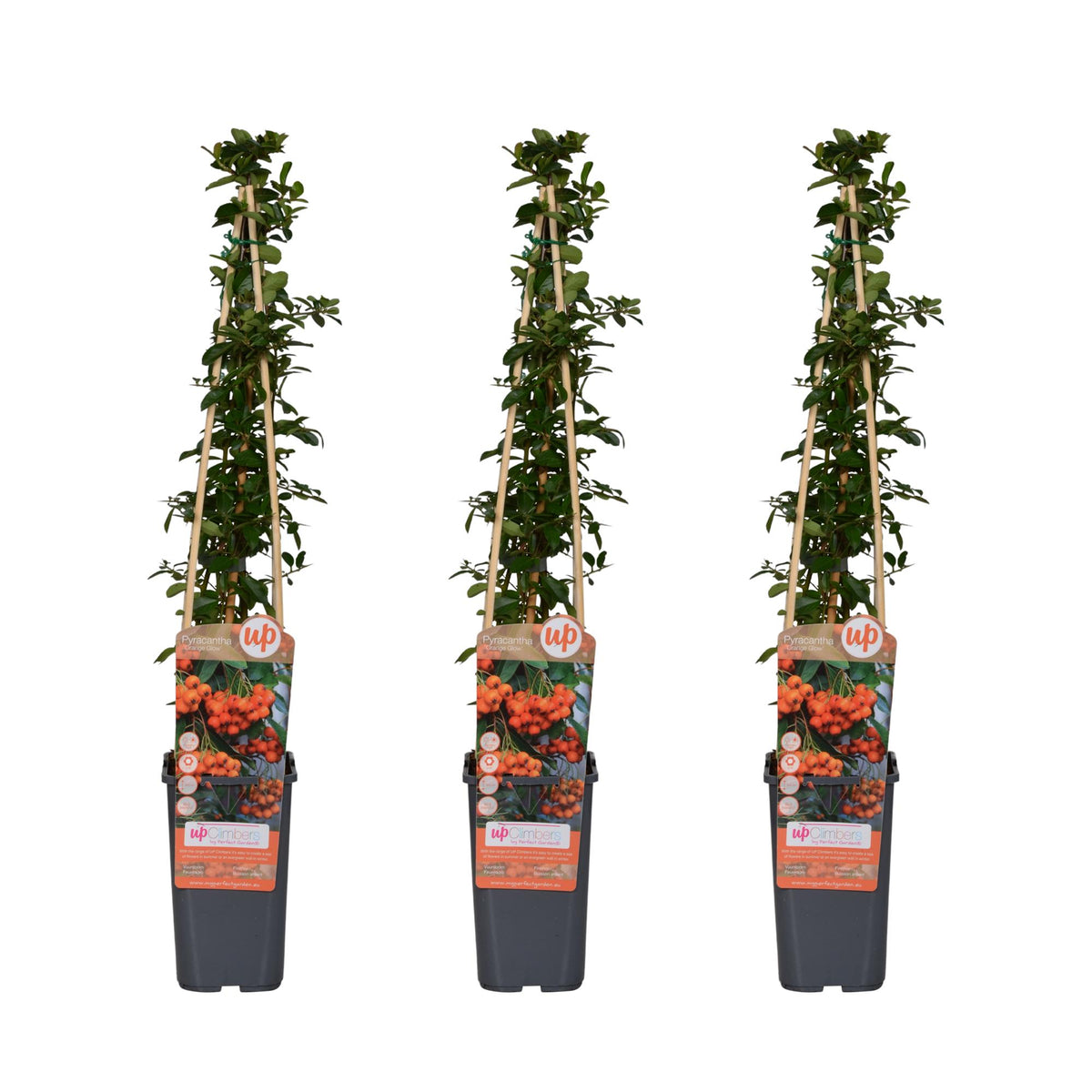 Pyracantha 'Orange Glow' - 3 piante - Ø15cm ↨65cm