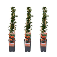 Pyracantha 'Orange Glow' - 3 piante - Ø15cm ↨65cm