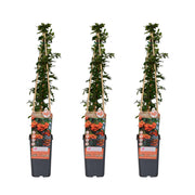 Pyracantha 'Orange Glow' - 3 pieces - ↨65cm - Ø15