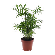 Chamaedorea elegans (Mexican Mountain Palm) - Ø12cm - ↕40cm