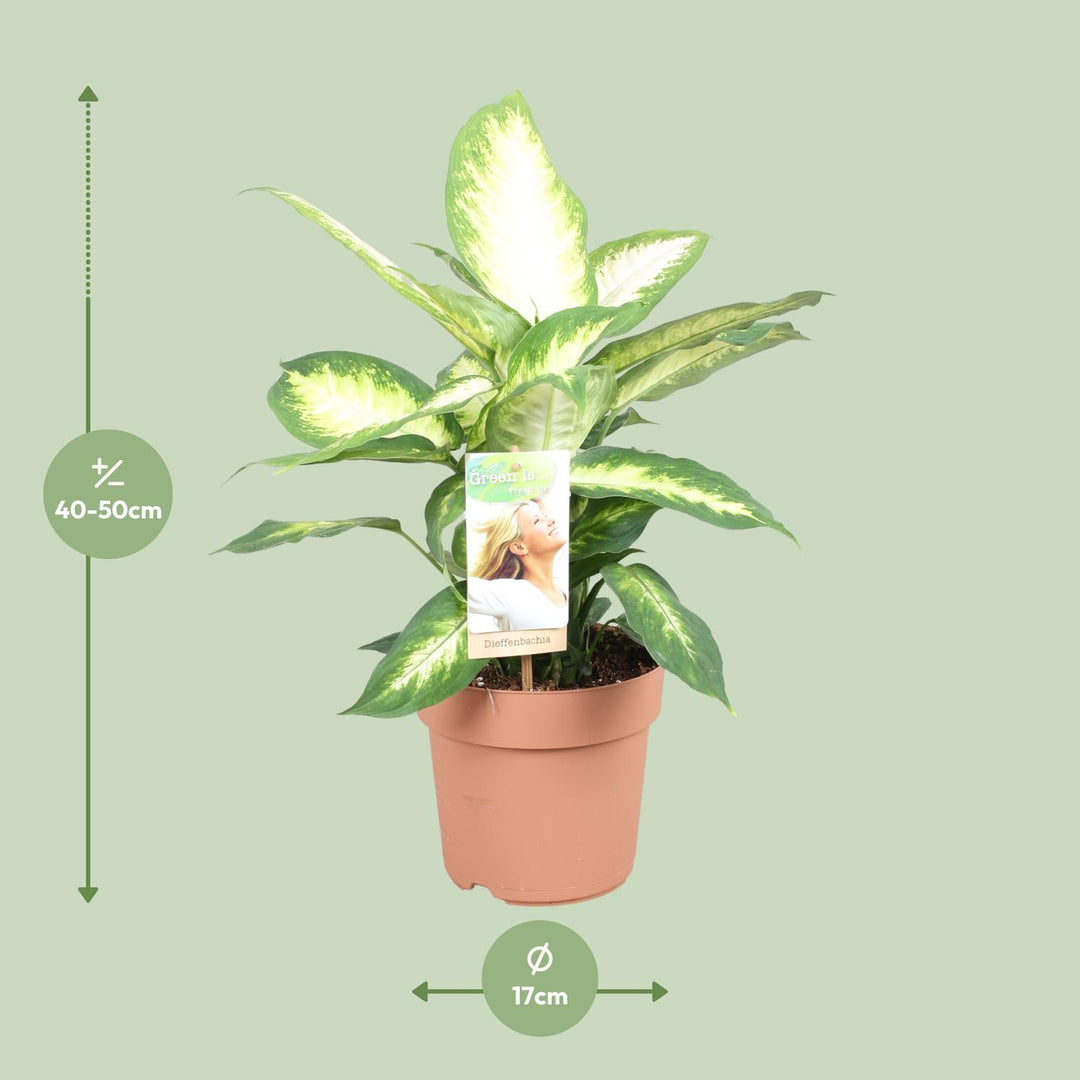 Dieffenbachia seguine 'Camilla' - Ø17cm - ↕45cm