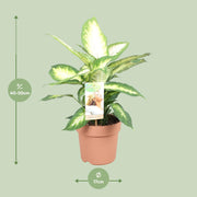 Dieffenbachia seguine 'Camilla' - Ø17cm - ↕45cm