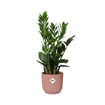 Load image into Gallery viewer, Zamioculcas zamiifolia in ELHO Vibes Fold Pot, Pink, Ø14cm - ↕45cm