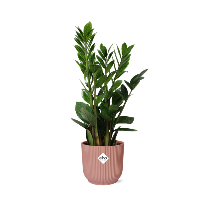 Zamioculcas zamiifolia in ELHO Vibes Fold Pot, Pink, Ø14cm - ↕45cm