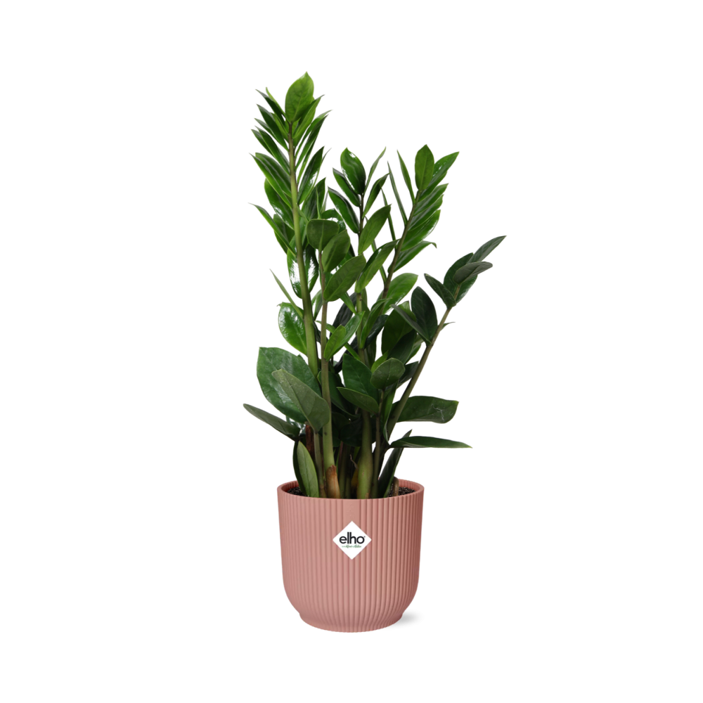 Zamioculcas zamiifolia in ELHO Vibes Fold Pot, Pink, Ø14cm - ↕45cm