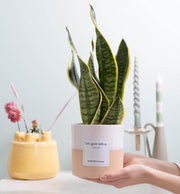 Sansevieria Gift 