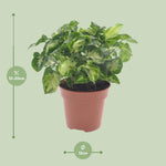 Load image into Gallery viewer, Syngonium &#39;Pixie&#39; - Ø12cm - ↕20cm
