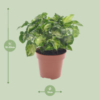 Syngonium 'Pixie' - Ø12cm - ↕20cm