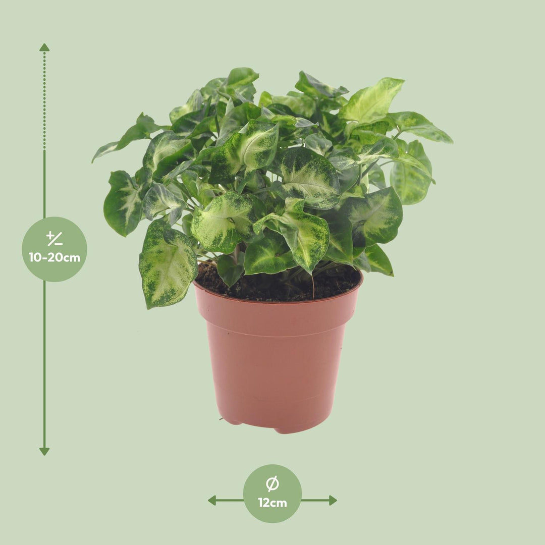 Syngonium 'Pixie' - Ø12cm - ↕20cm