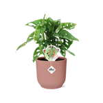 Load image into Gallery viewer, Monstera adansonii ‘Monkey Leaf’ in ELHO Vibes Fold Pot, Pink, Ø14cm ↕25cm