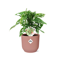 Monstera adansonii ‘Monkey Leaf’ in vaso ELHO Vibes Fold Pot, Rosa, Ø14cm ↕25cm