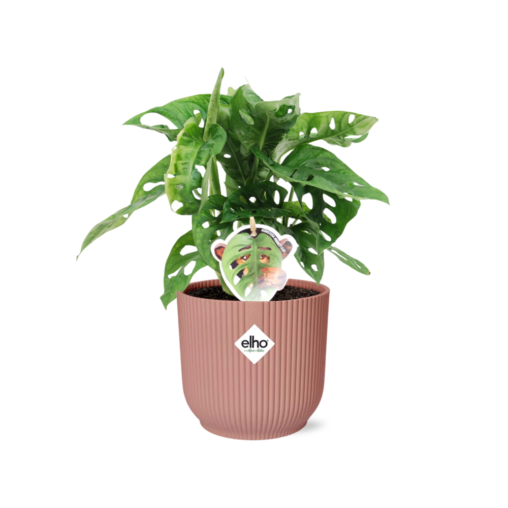 Monstera adansonii ‘Monkey Leaf’ in ELHO Vibes Fold Pot, Pink, Ø14cm ↕25cm