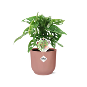 Monstera adansonii ‘Monkey Leaf’ in ELHO Vibes Fold Pot, Pink, Ø14cm ↕25cm