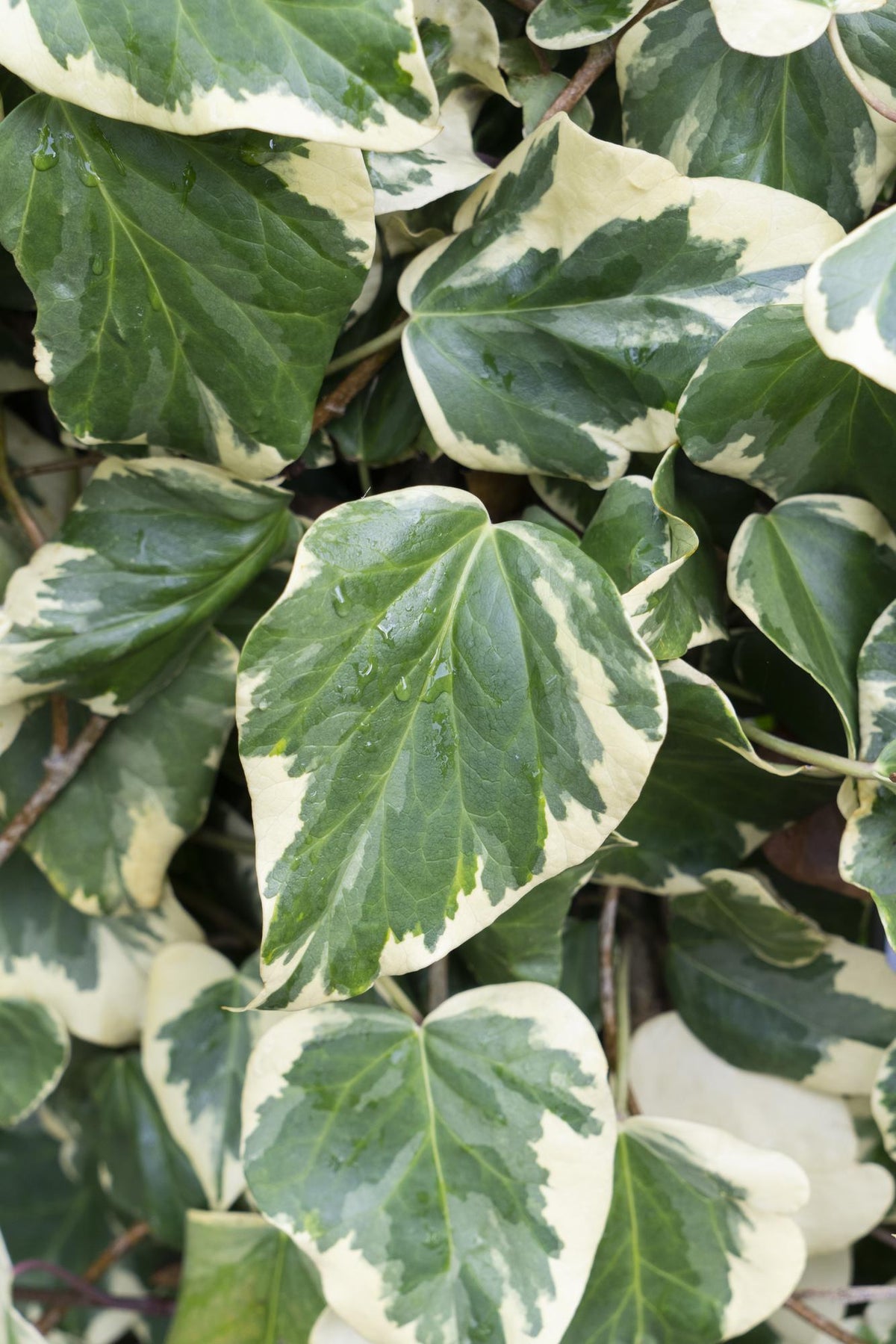 Hedera colchica (Persian Ivy) 'Dentata Variegata' - Ø15cm - ↕65cm