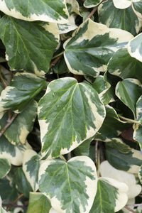 Hedera colchica (Persian Ivy) 'Dentata Variegata' - Ø15cm - ↕65cm