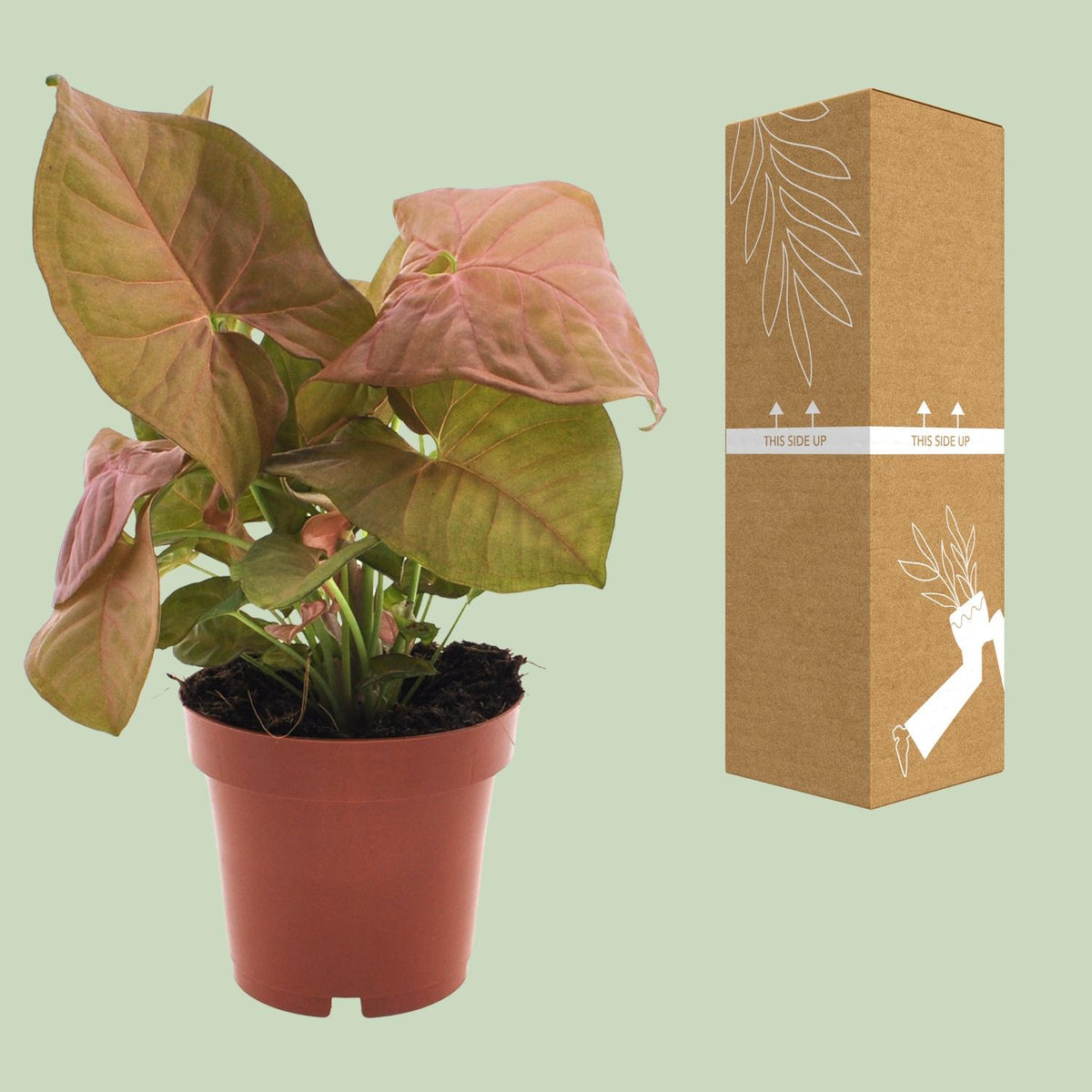 Syngonium podophyllum 'Neon' - Ø12cm - ↕25cm