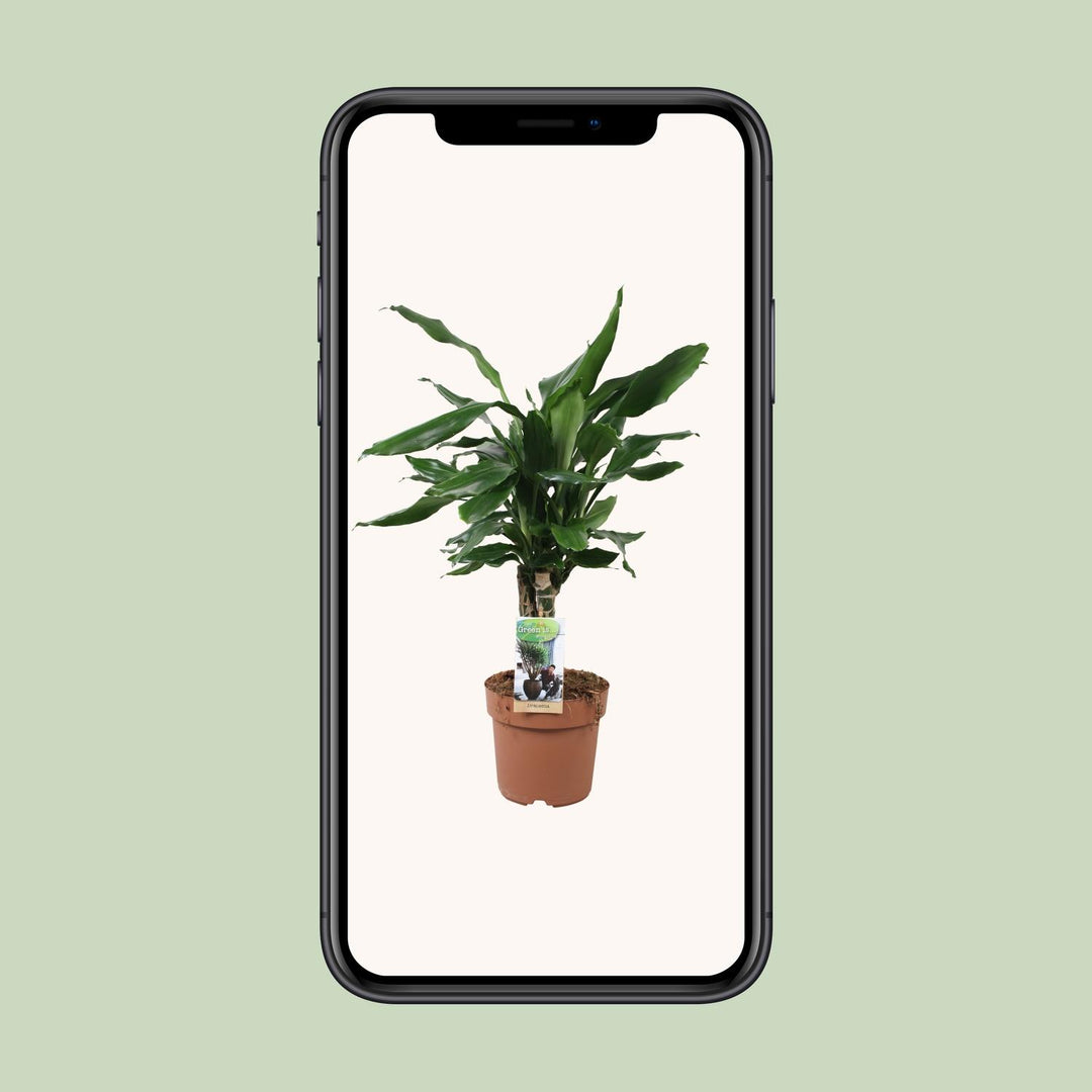 Dracaena Fagrans 'Steudneri Green' - Ø17cm - ↕55cm