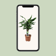 Dracaena Fagrans 'Steudneri Green' - Ø17cm - ↕55cm