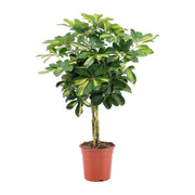 Schefflera arboricola 'Gold Capella' - Ø19cm - ↕75cm
