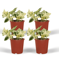 Epipremnum (Scindapsus) pinnatum 'Happy Leaf' - 4 plants - ø12 - ↕15cm