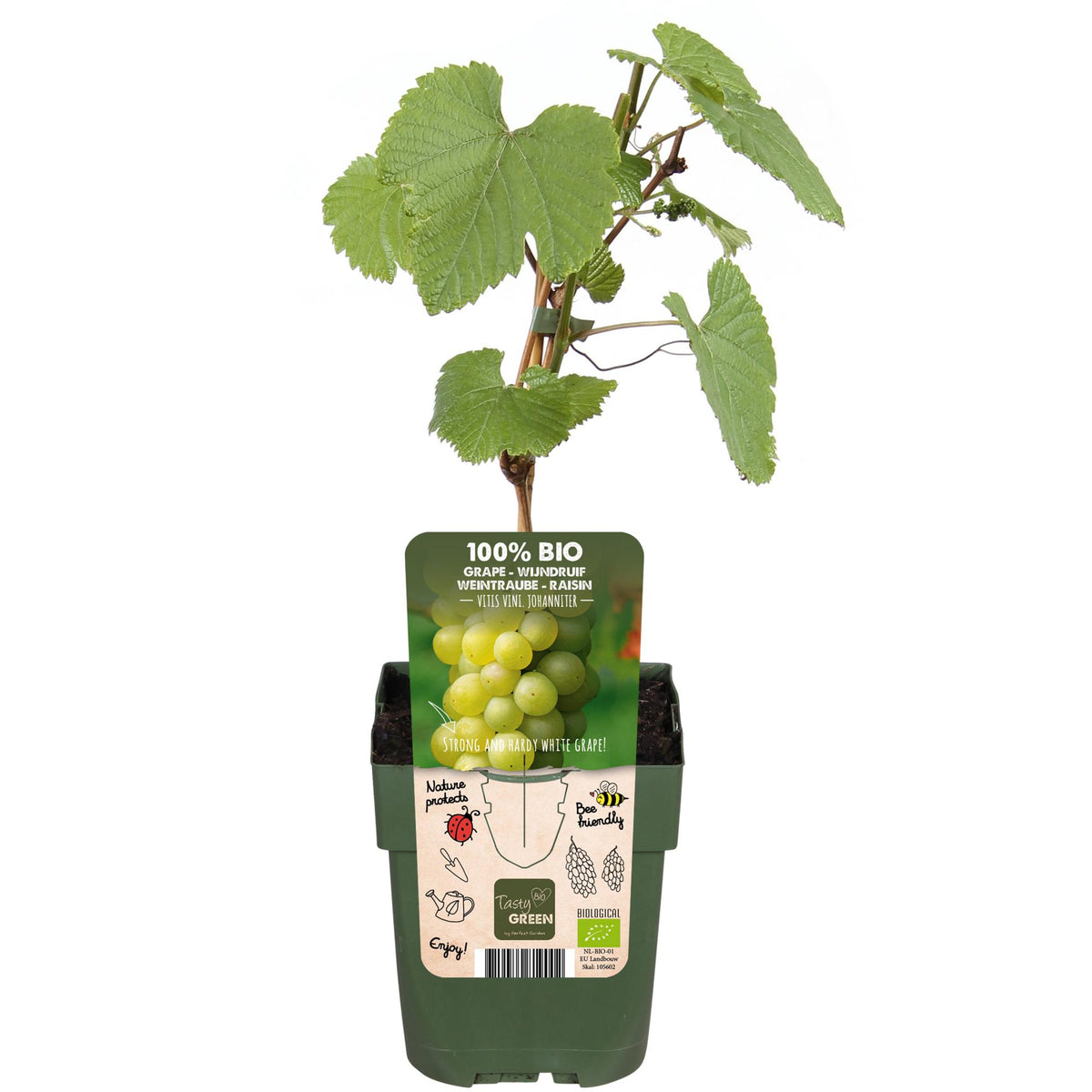 Vitis vinifera 'Johanniter' (Vite) - Ø13cm - ↕45cm