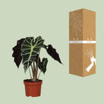 Load image into Gallery viewer, Alocasia amazonica 'Polly' - Ø12cm - ↕30cm