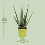 Load image into Gallery viewer, Aloe vera - Ø12cm - ↕45cm