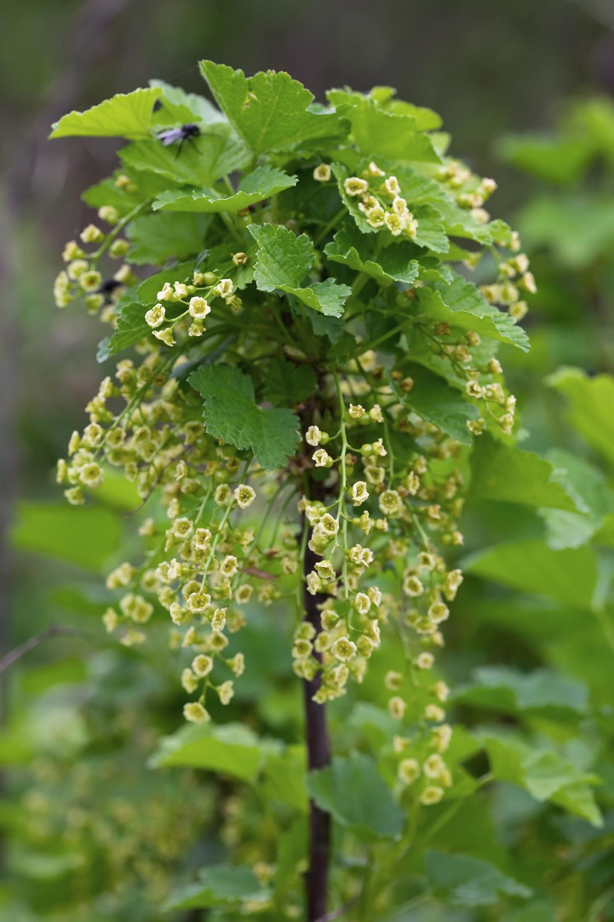 Ribes rubrum 'Jonkheer van Tets' (Ribes Rosso) - Ø13cm - ↕45cm