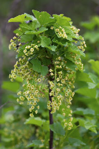 Ribes rubrum 'Jonkheer van Tets' (Ribes Rosso) - Ø13cm - ↕45cm