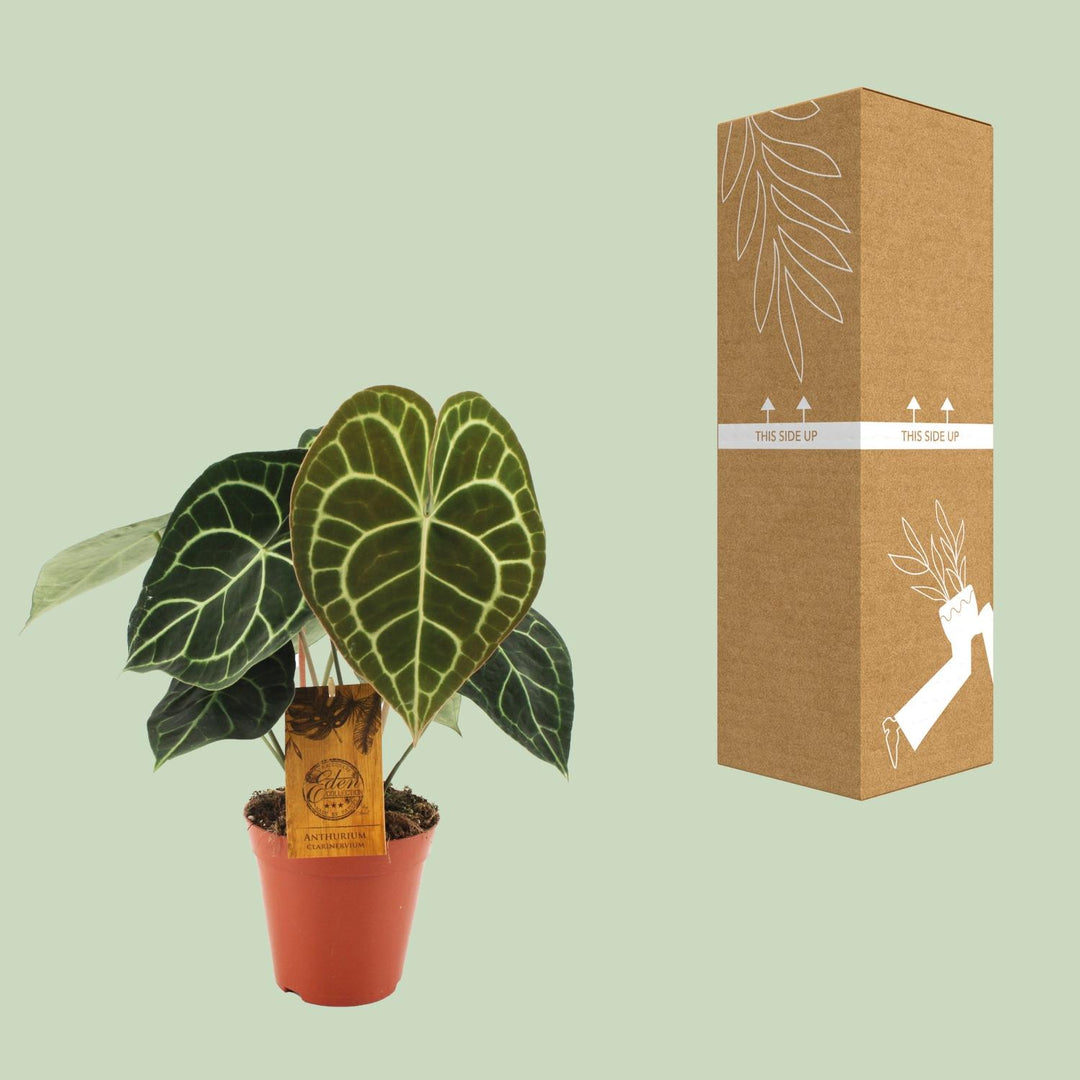 Anthurium clarinervium - Ø15cm - ↕25cm