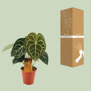 Anthurium clarinervium - Ø15cm - ↕25cm