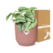 Scindapsus pictus ‘Trebie’ in ELHO Vibes Fold Pot, Pink, ø14cm ↕15cm