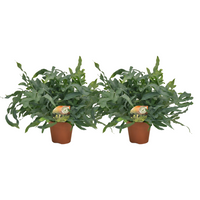 Phlebodium aureum 'Blue Star' - 2 plants - Ø17cm - Ø60cm