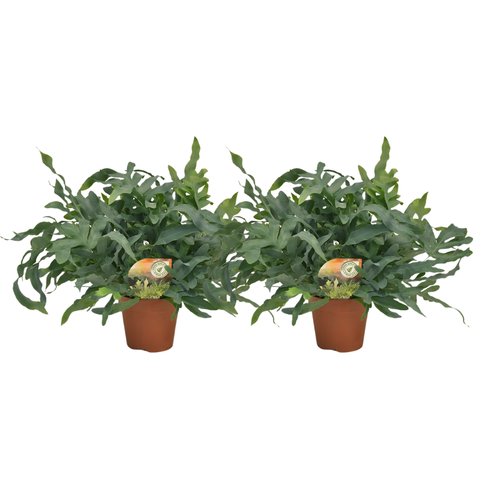 Phlebodium aureum 'Blue Star' - 2 plants - Ø17cm - Ø60cm